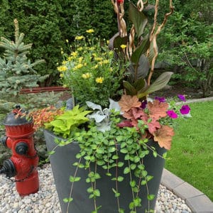 Urbanscape Self Watering planters work