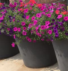 Hana Self-Watering Planter