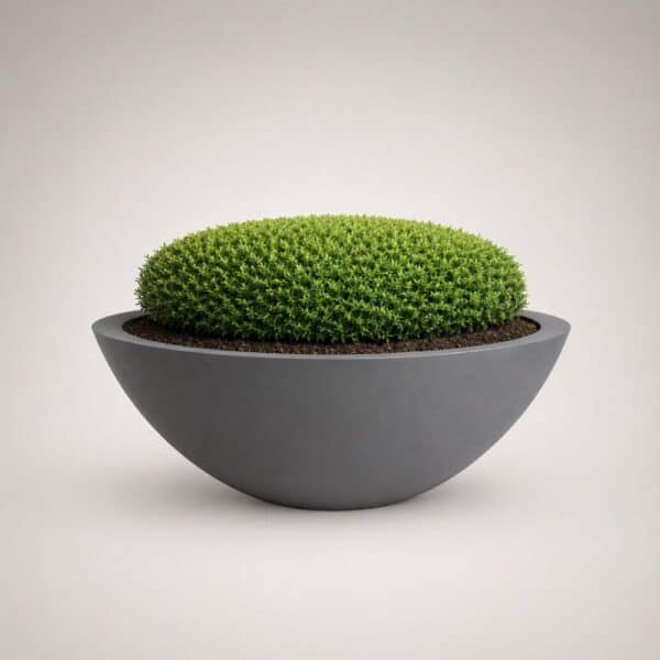 Harvard Wide Low Bowl Self Watering Planter
