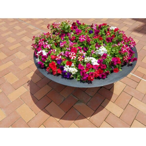 Harvard Wide Low Bowl Self Watering Planter