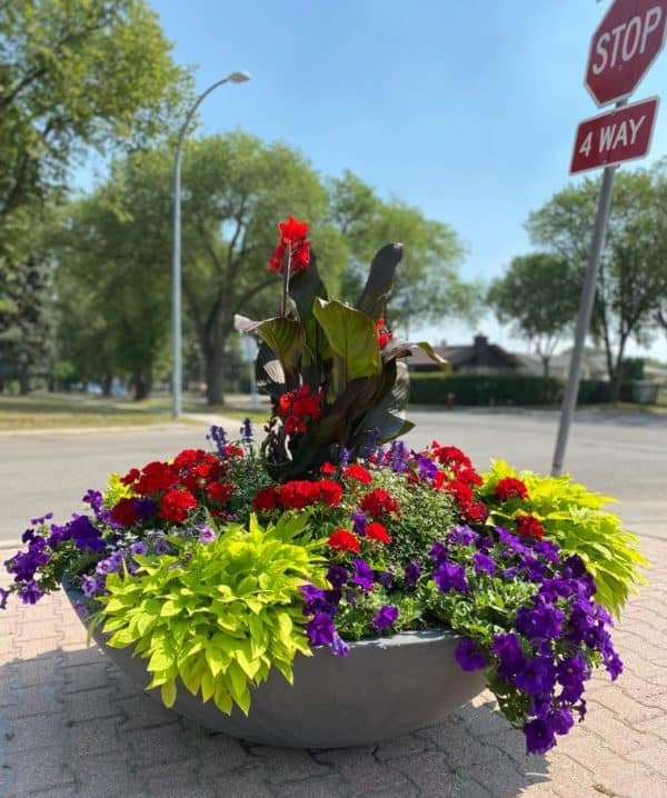commercial planter