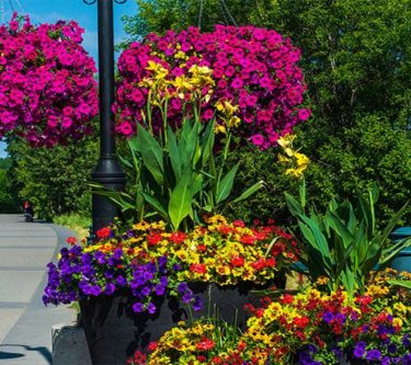 Urbanscape Hanging Planters
