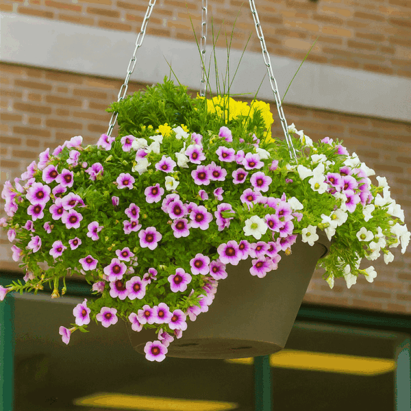 Breeze Self Watering Hanging Planter