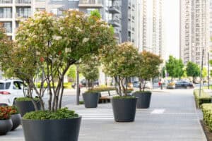 Self Watering Planters planted with trees along a busy city street