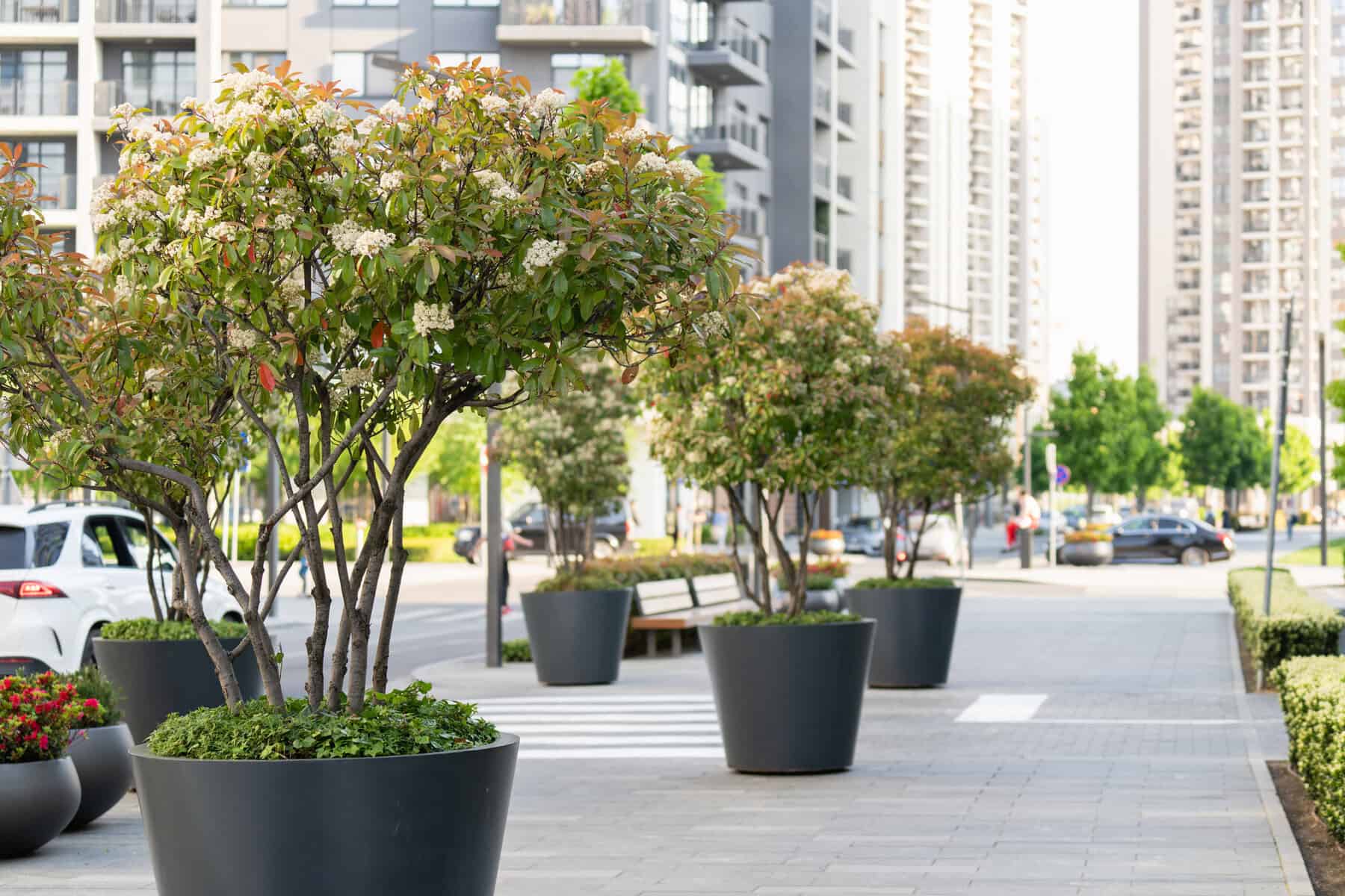 Self Watering Planters planted with trees along a busy city street